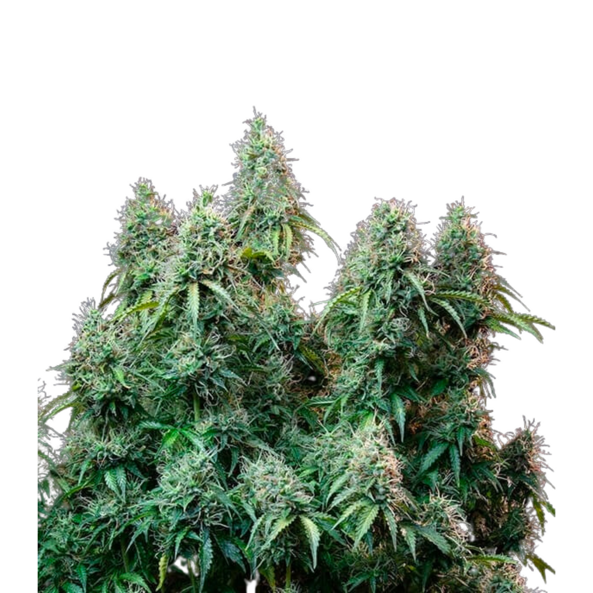 AMNESIA HAZE AUTO