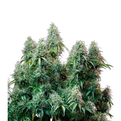 AMNESIA HAZE AUTO