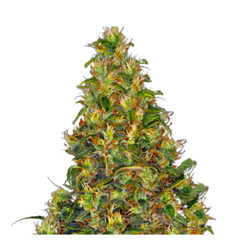 AMNESIA HAZE AUTO  - BARNEY’S FARM