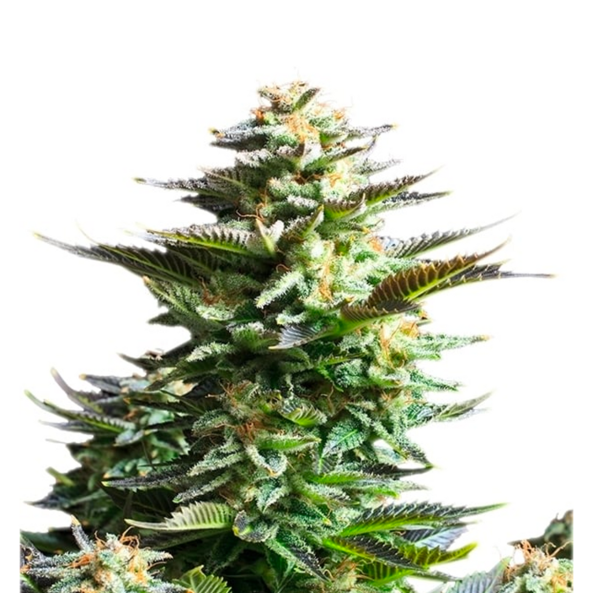 AMNESIA HAZE FEM