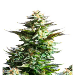 AMNESIA HAZE FEM