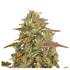 AMNESIA LEMON  - BARNEY’S FARM