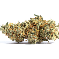 GH AMNESIA - GREEN HOUSE SEED CO