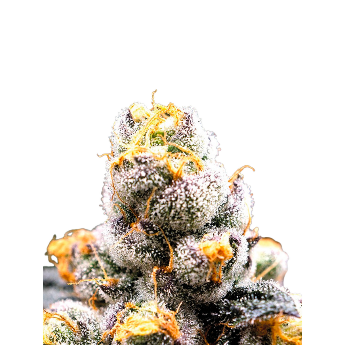 ANESIA SCOUT COOKIES – ANESIA SEEDS