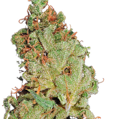 AFGOOEY - GREEN HOUSE SEED CO