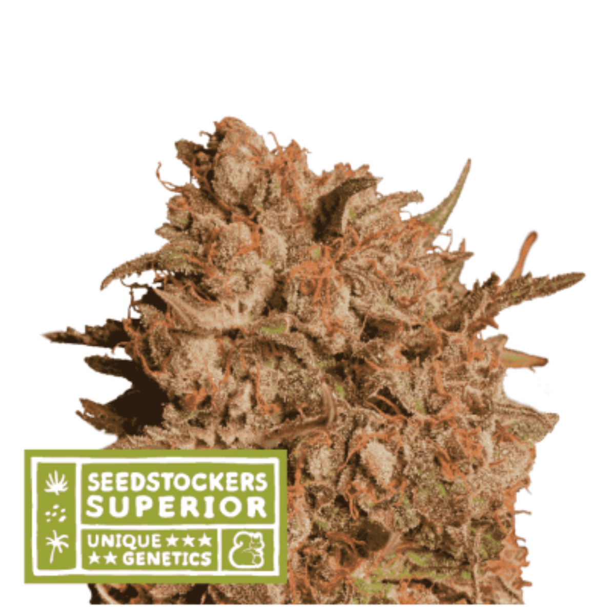 APOLLO BLACK CHERRY AUTO