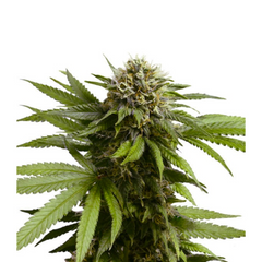APPLE FRITTER AUTO