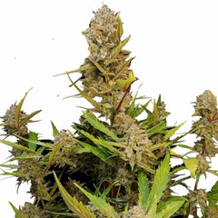 APRICOT AUTO - 420 FASTBUDS