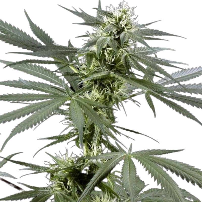 ARJAN'S HAZE 3 (FEMINISED) - GREEN HOUSE SEED CO