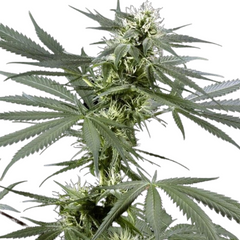 ARJAN'S HAZE 3 (FEMINISED) - GREEN HOUSE SEED CO