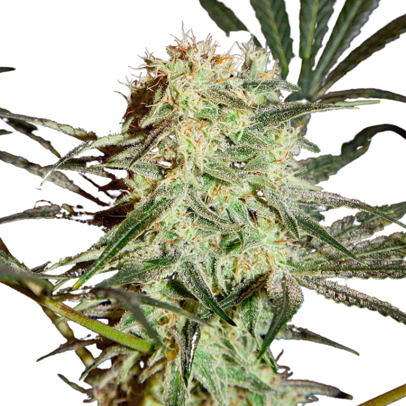 ARJAN'S STRAWBERRY HAZE (FEMINISED) - GREEN HOUSE SEED CO