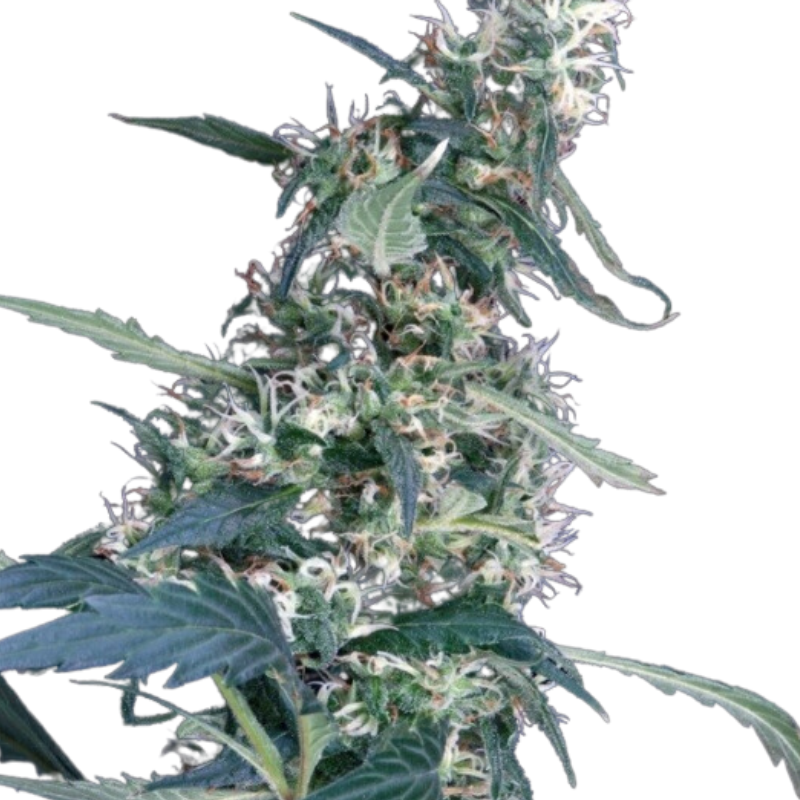 ARJAN'S ULTRA HAZE 1 (FEMINISED) - GREEN HOUSE SEED CO