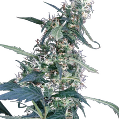 ARJAN'S ULTRA HAZE 1 (FEMINISED) - GREEN HOUSE SEED CO