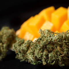ARJAN'S ULTRA HAZE 2 (MANGO HAZE) (FEMINISED) - GREEN HOUSE SEED CO