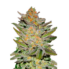 AUTO BLUE ACE CBD - DELICIOUS SEEDS.