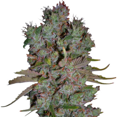 AUTO BLUEBERRY - DUTCH PASSIONS SEEDS