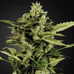 AUTO-BOMB - Green O Matic - Big Bang Auto - GREEN HOUSE SEED CO