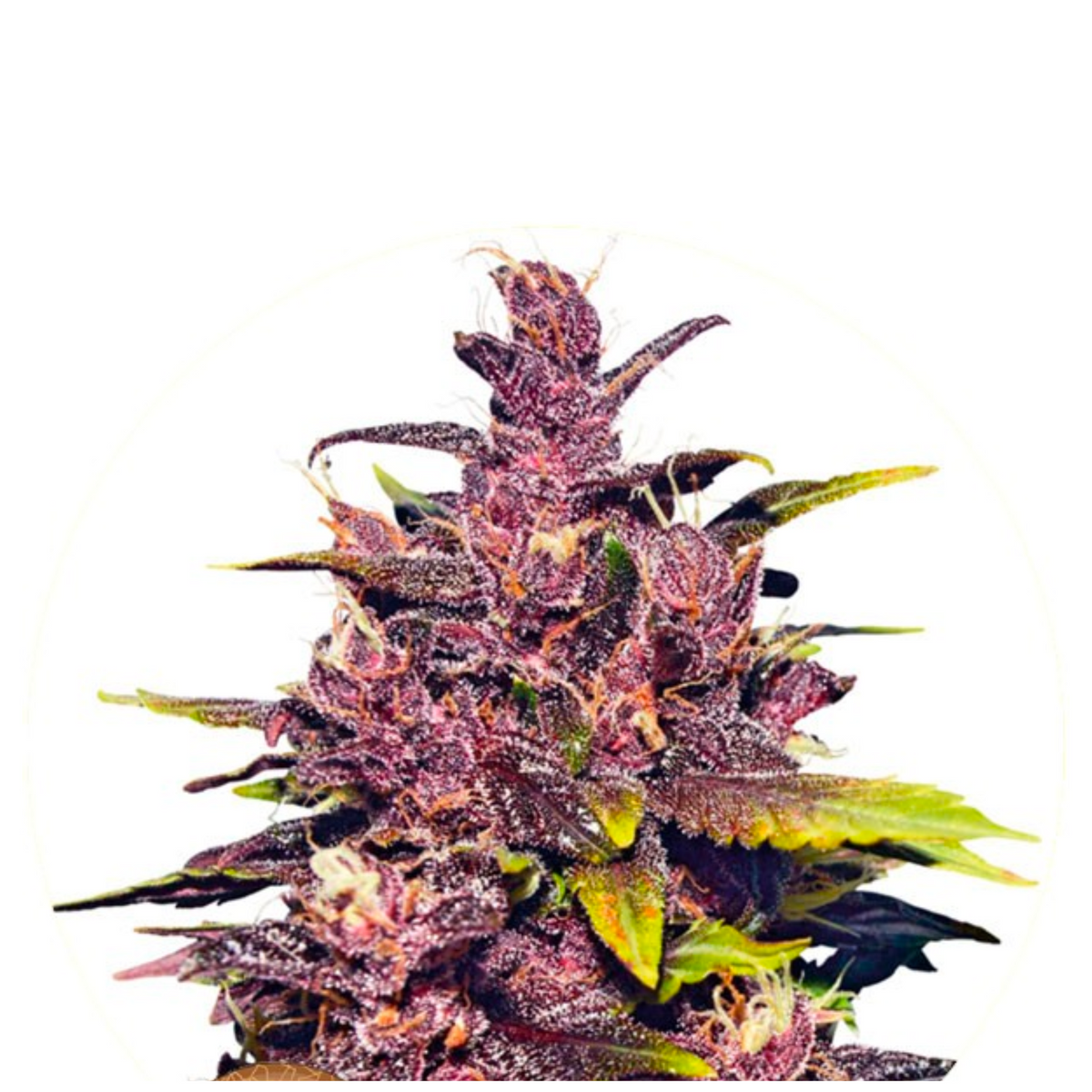 AUTO DARK PURPLE  - DELICIOUS SEEDS.