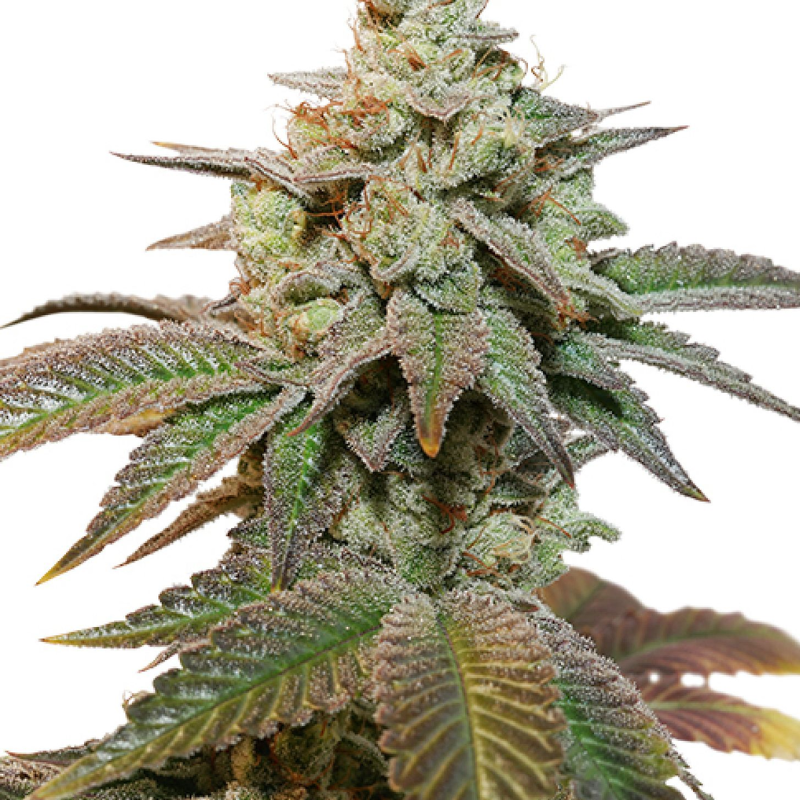 AUTO KEROSENE KRASH - DUTCH PASSIONS SEEDS