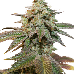 AUTO KEROSENE KRASH - DUTCH PASSIONS SEEDS