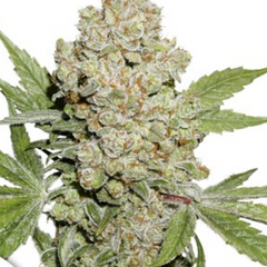 AUTO LEMON KIX® - DUTCH PASSIONS SEEDS