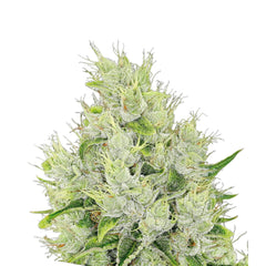 FUTURE AUTO – ANESIA SEEDS