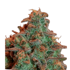 AUTO NOVA OG – ANESIA SEEDS