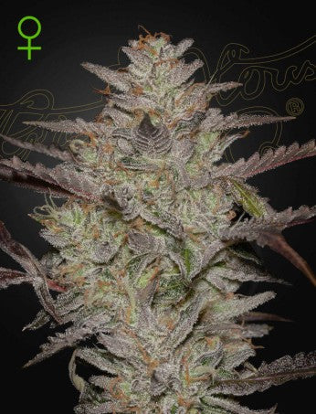 Chemical Candy Auto - GREEN HOUSE SEED CO