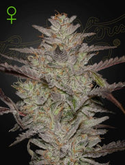 Chemical Candy Auto - GREEN HOUSE SEED CO