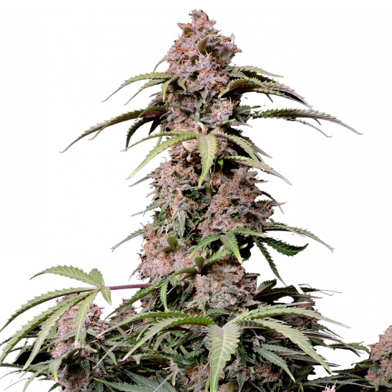 Amnesia Zkittlez Auto - 420 FASTBUDS