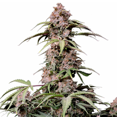 Amnesia Zkittlez Auto - 420 FASTBUDS