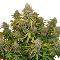 AUTO BROOKLYN SUNRISE - DUTCH PASSIONS SEEDS