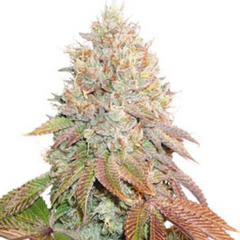 AUTO BANANA BLAZE - DUTCH PASSIONS SEEDS
