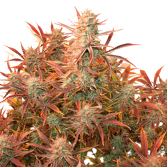 AUTO BANANA BLAZE - DUTCH PASSIONS SEEDS