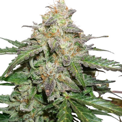AUTO GLUEBUERRY O.G - DUTCH PASSIONS SEEDS