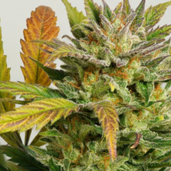 AUTO MOKUM'S TULIP - DUTCH PASSIONS SEEDS