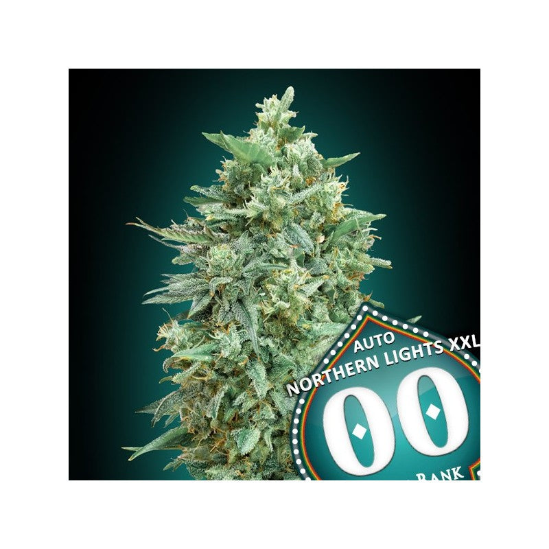 Auto Northern Lights XXL