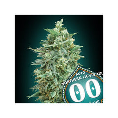 Auto Northern Lights XXL