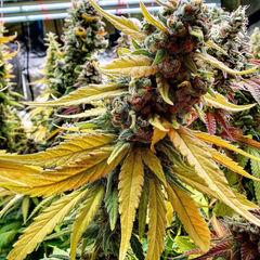 BANANA KRUMBLE - GREEN HOUSE SEED CO