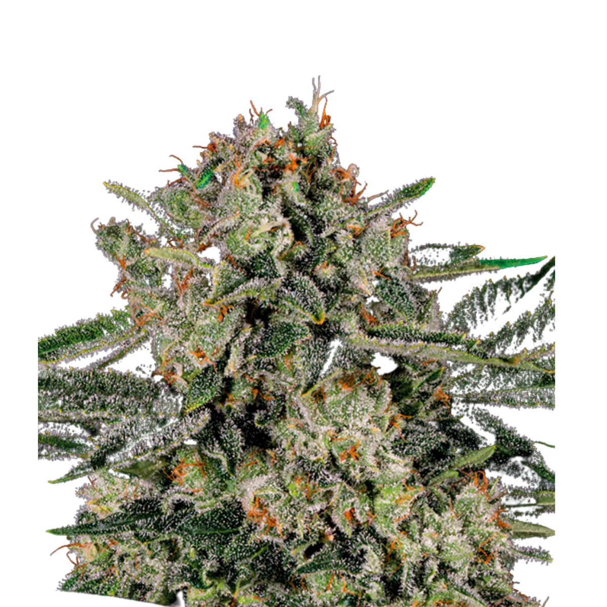 BANANA MAC – ANESIA SEEDS