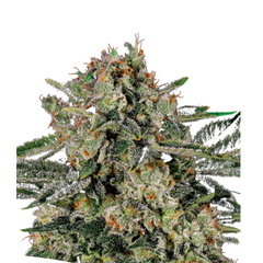 BANANA MAC – ANESIA SEEDS