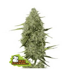 BCN CRITICAL XXL AUTO