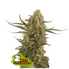 BCN CRITICAL XXL FEM