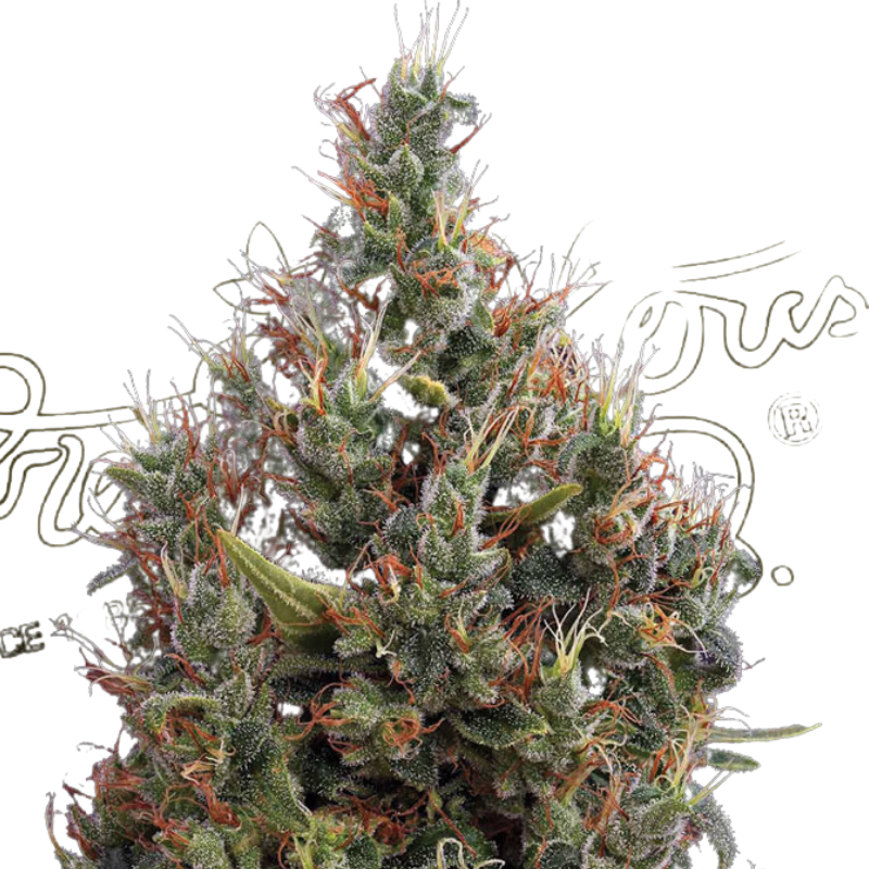 BIG BANG AUTO - GREEN HOUSE SEED CO
