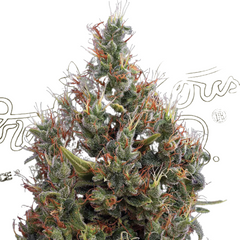 BIG BANG AUTO - GREEN HOUSE SEED CO