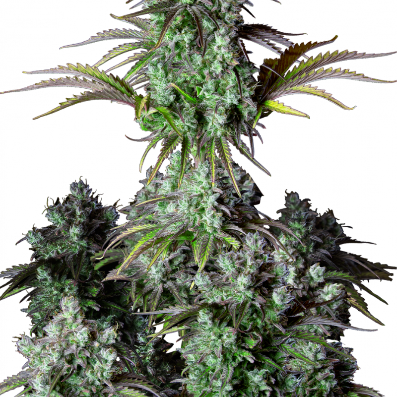 ORIGINAL  BIG BUD AUTO - 420 FASTBUDS