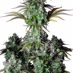 ORIGINAL  BIG BUD AUTO - 420 FASTBUDS