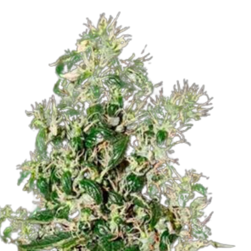 BIG TOOTH - GREEN HOUSE SEED CO