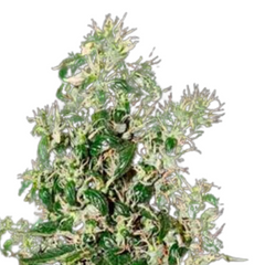 BIG TOOTH - GREEN HOUSE SEED CO
