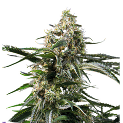 BIG BAZOOKA – ANESIA SEEDS